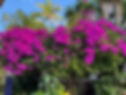 Flowers.jpg