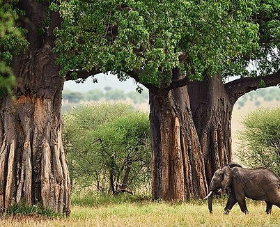 tarangire-national-park-1-1024x450.jpg