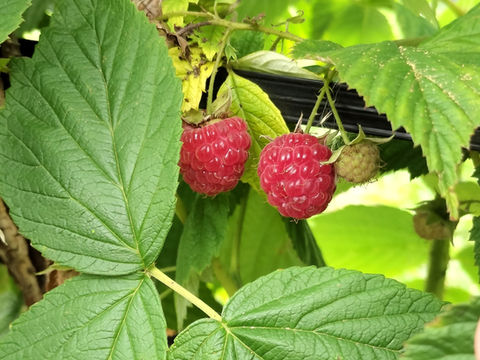 Hidden raspberry-red gems