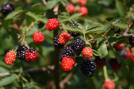Find pure "black" berries!