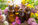 Top 12 Essential Oils And Their Uses