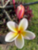 plumeria photo.jpeg