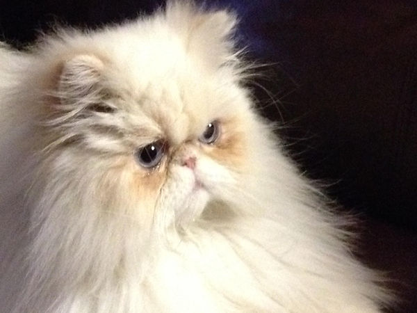 Our Pet Cody
