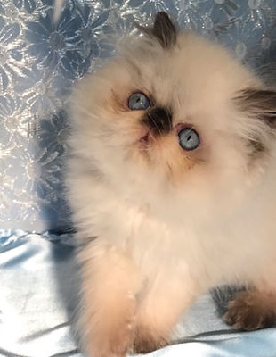CopperMoon Persians & Himalayans_kittens