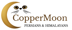 CopperMoon Persians & Himalayans_logo