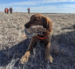 Pheasant hunting Nebraska