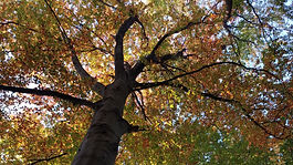 Sommererzählzeit im Park – mit der Eberhard-Alexander-Burgh-Bibliothek!