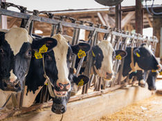 A group of cows together eating feed