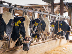 A group of cows together eating feed