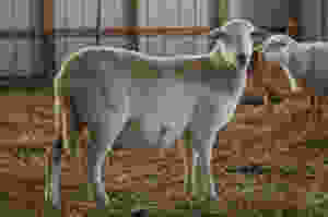 GBR 7097 (2017 granddaughter)
