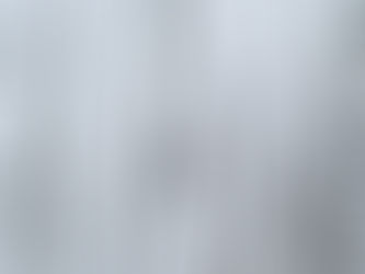 A crow in a leafless grove of trees. 