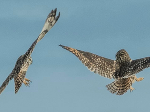 A clash of kingdoms…