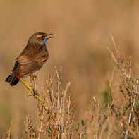 Gorgebleue à miroir_BODE1436.jpg
