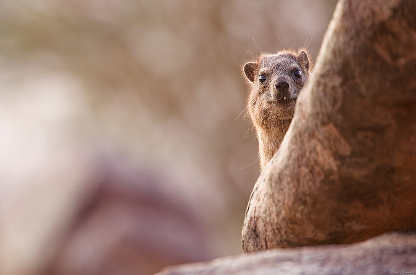 Daman du Cap (Procavia capensis) - 7837 - Namibie - © Marc Jousset.jpg