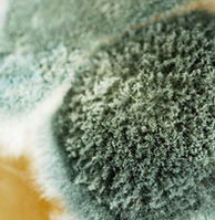 Mold during home inspection