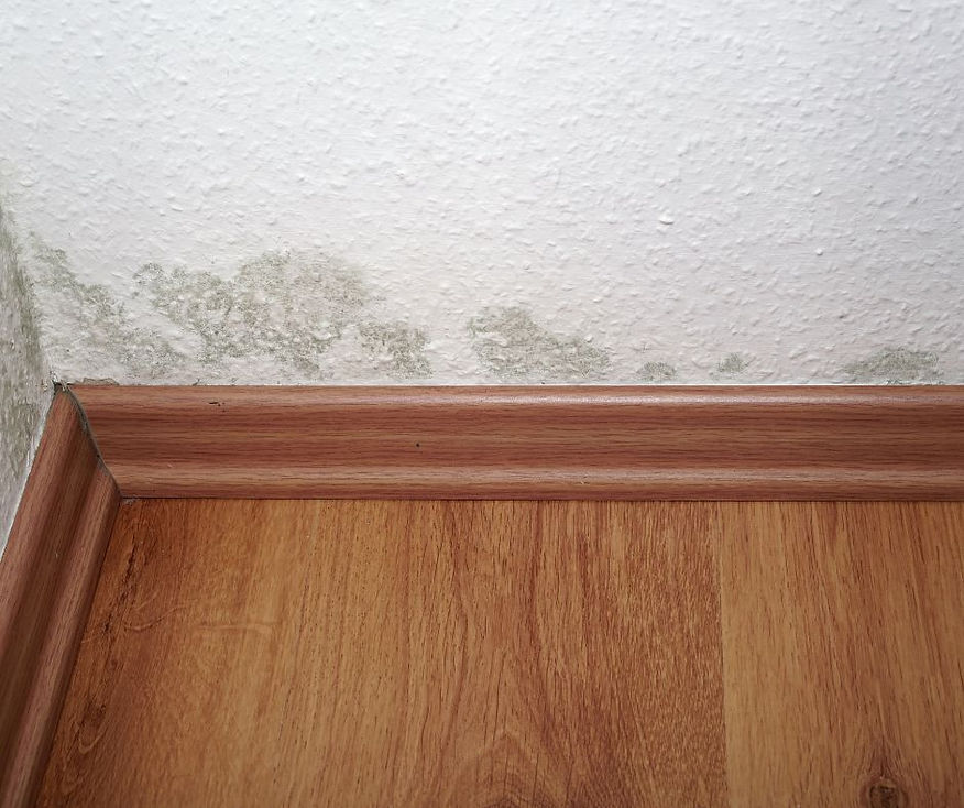 Mold Home Inspection