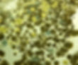 Mold Home Inspection