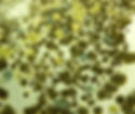 Mold Home Inspection