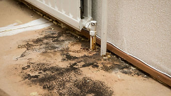 Mold during home inspection
