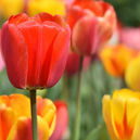 tulips-4322635_1920.jpg