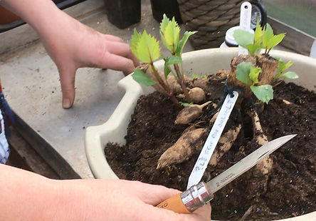 How to take Dahlia cuttings - short video demonstration