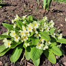Native Primrose Prima Rosa.jpg