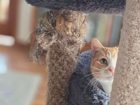 A cute orange kitty getting ready to play