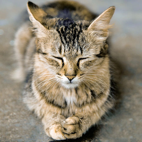 Brown tabby cat with front paws in "prayer position," eyes, closed, stretched on the floor, facing forward
