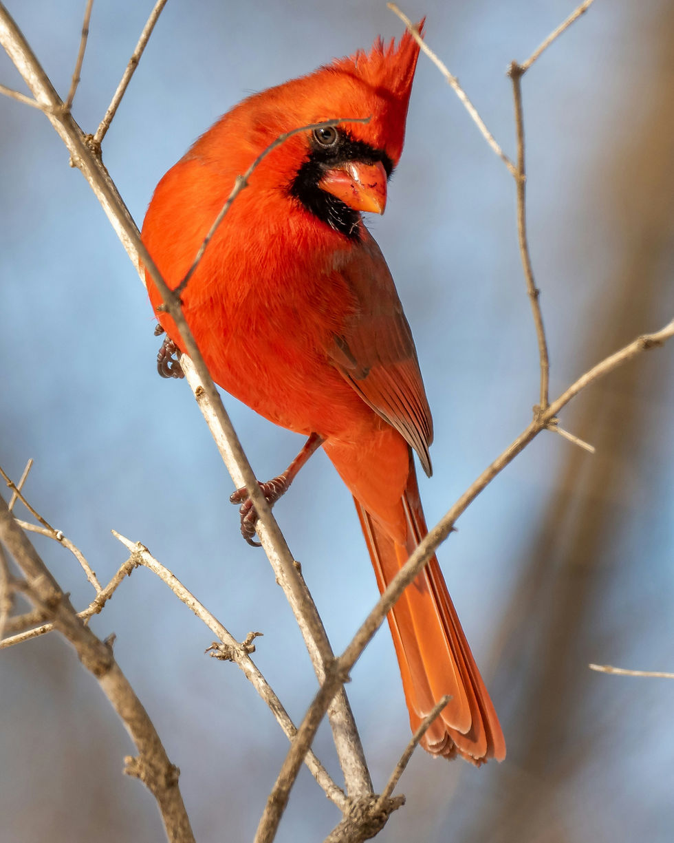 Bright red cardinal perched on bare branches against a soft blue background, looking alert and calm.