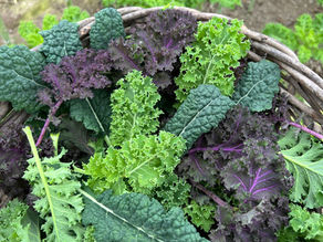 Fall Farm Share 2024: Week 6