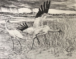 MARSH LIFE