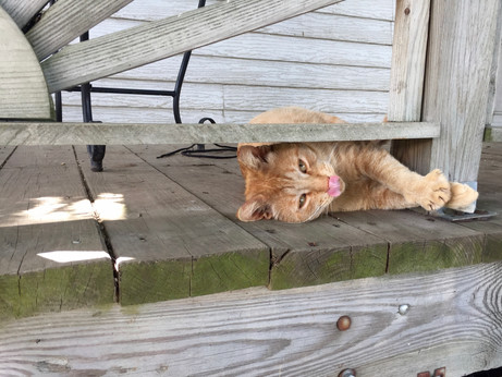 Barn Cat