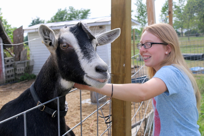 Barn Animals