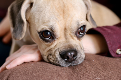 Puggle