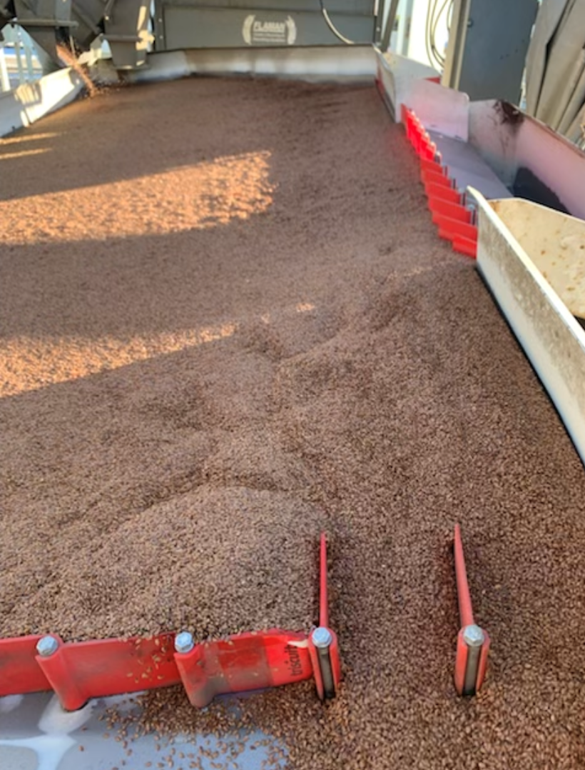 C Wheat_1.PNG