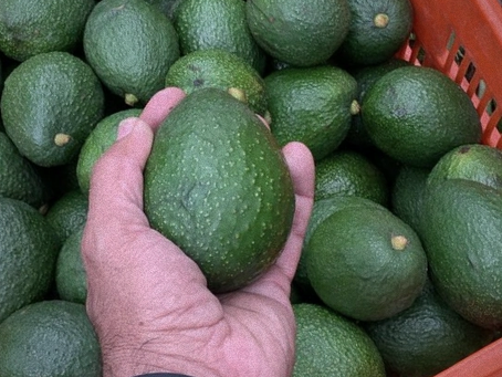 Insumos de embalaje necesarios para la exportación de aguacate
