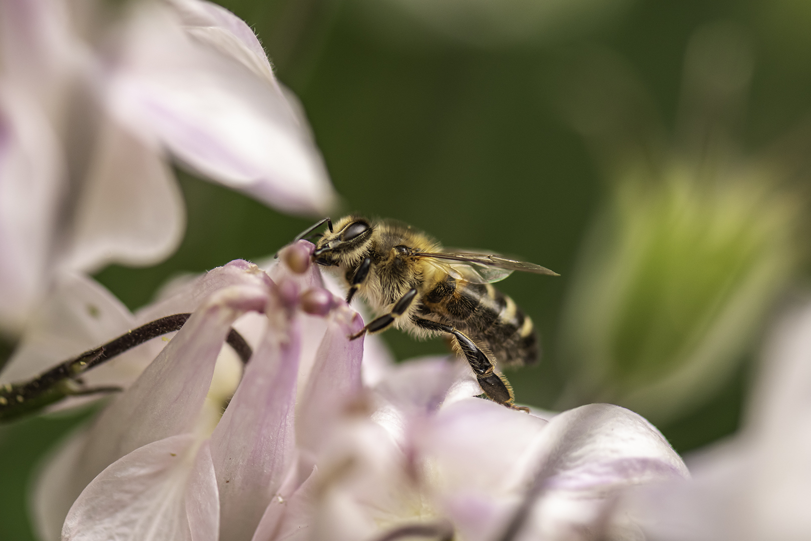 5905_Bee Happy_Paul Nettleton