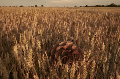 Harvester_grau_cucuietz_57A2066 srgb.jpg