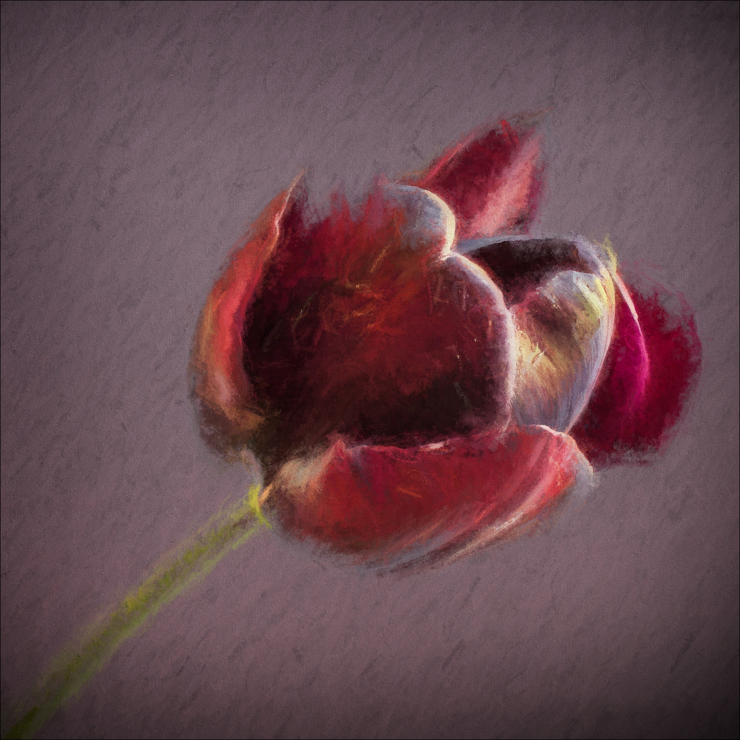 Open Tulip_Sue Thomas