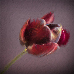 Open Tulip_Sue Thomas