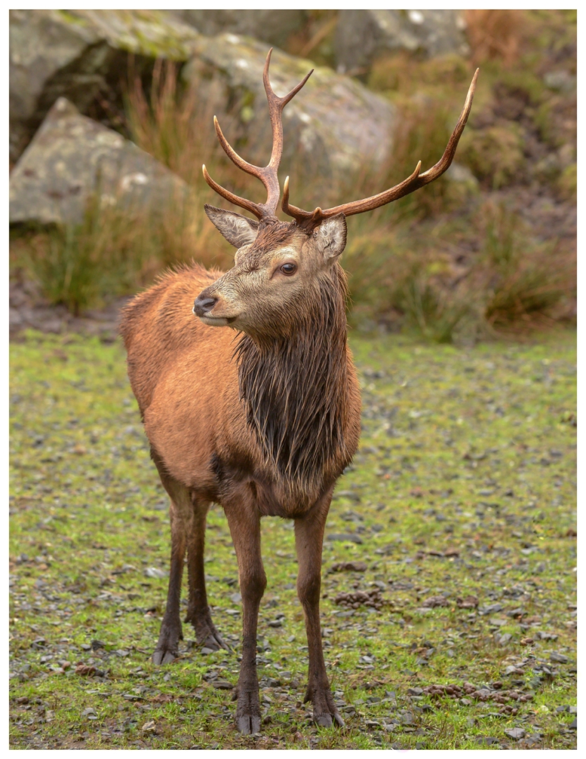 6802_Red Deer_Anthony Johnstone