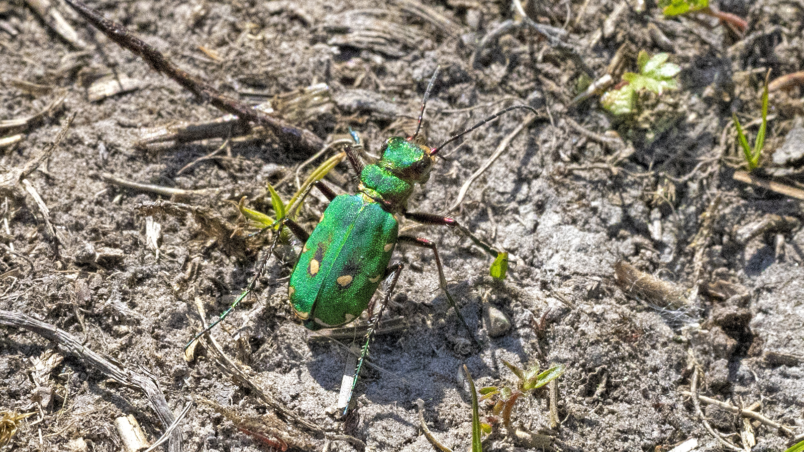 5424_Tiger Beetle_Richard Speirs