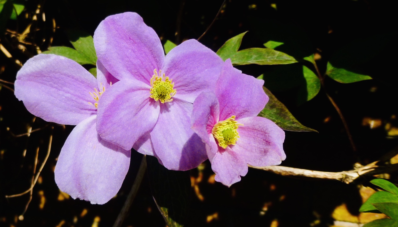 Flower 2_Martin Riley
