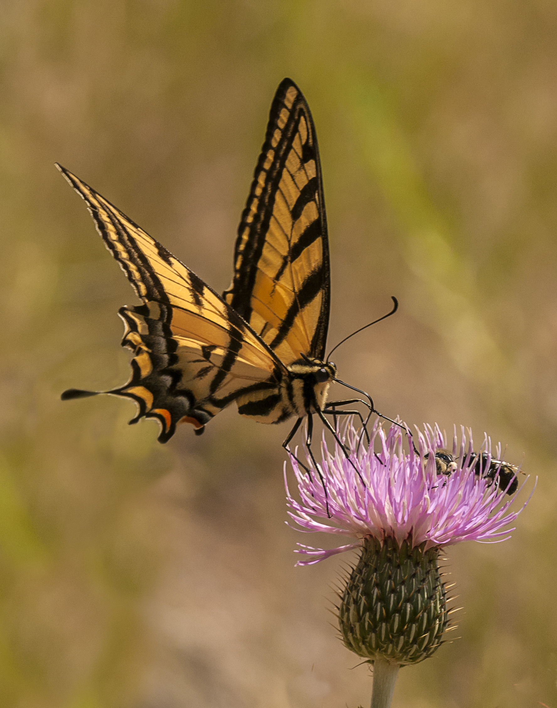 Western Tiger Swallowtail