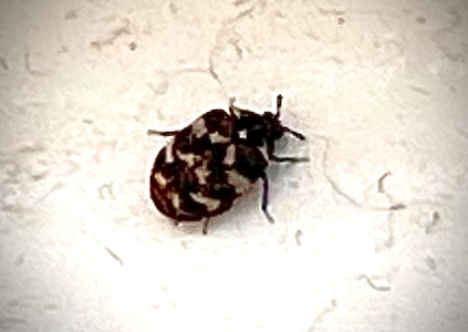 Baby Ladybird_Martin Riley