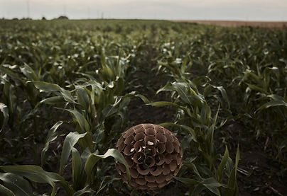 The Harvester_porumb_Cucuieti_57A2132.jpg