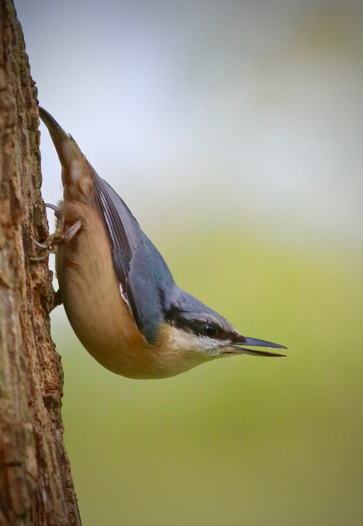 8138_Nuthatch_Steve Jeffrey
