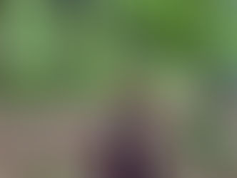 Our Annual Sponsored Walk