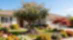 5 Ways Olive Trees Increase Property Value - Front Yard Curb Appeal