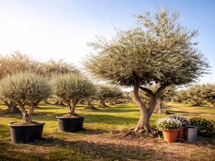 Can Olive Trees Grow in Containers